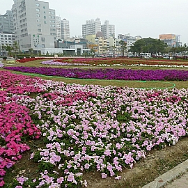 都會裡的森林公園  高雄凹仔底森林公園